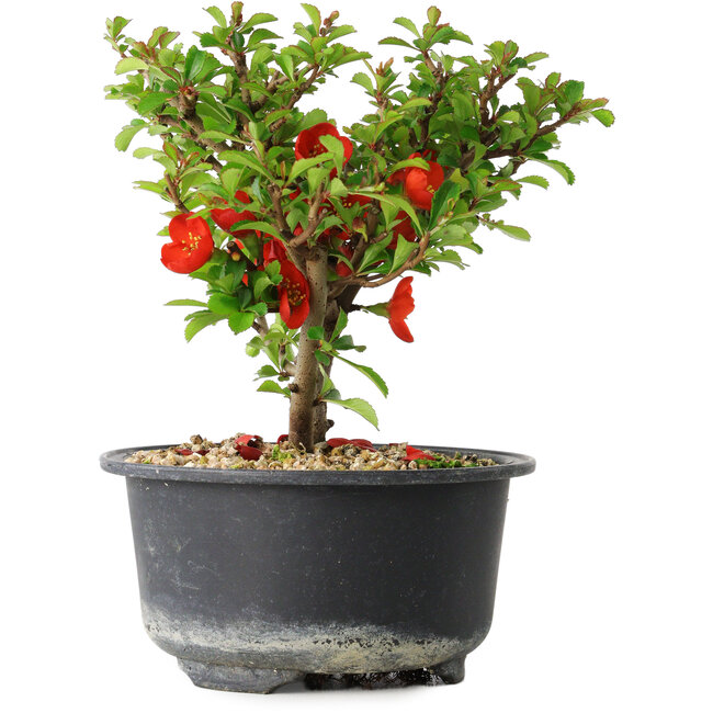 Chaenomeles speciosa, 13 cm, ± 9 anni