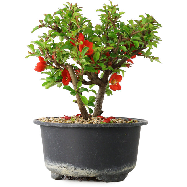 Chaenomeles speciosa, 13 cm, ± 9 anni