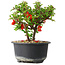 Chaenomeles speciosa, 13 cm, ± 9 Jahre alt