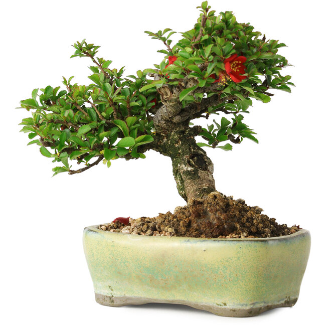 Chaenomeles speciosa, 13,5 cm, ± 25 años