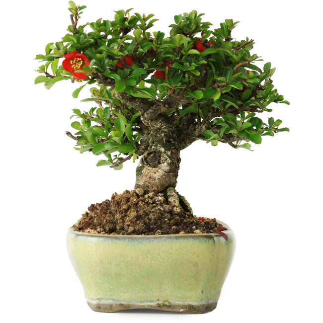 Chaenomeles speciosa, 13,5 cm, ± 25 jaar oud
