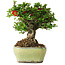 Chaenomeles speciosa, 13,5 cm, ± 25 years old