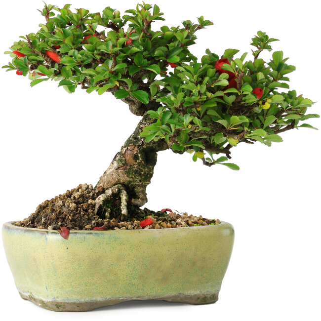 Chaenomeles speciosa, 13,5 cm, ± 25 Jahre alt