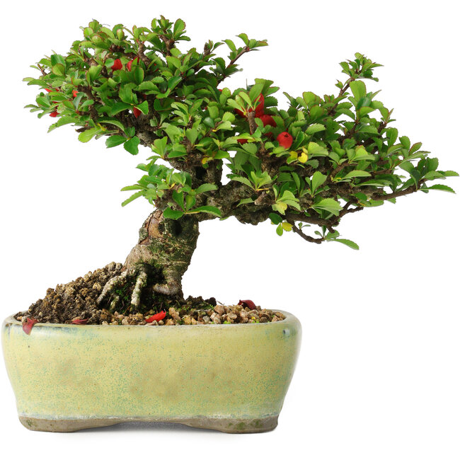 Chaenomeles speciosa, 13,5 cm, ± 25 Jahre alt