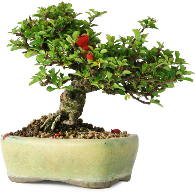 Chaenomeles speciosa, 13,5 cm, ± 25 Jahre alt
