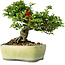 Chaenomeles speciosa, 13,5 cm, ± 25 years old