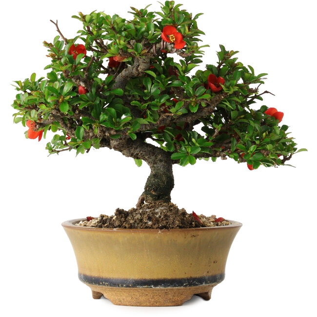 Chaenomeles speciosa, 15 cm, ± 25 years old