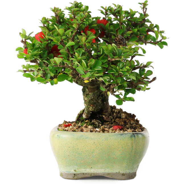 Chaenomeles speciosa, 13,5 cm, ± 25 Jahre alt