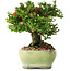 Chaenomeles speciosa, 13,5 cm, ± 25 years old