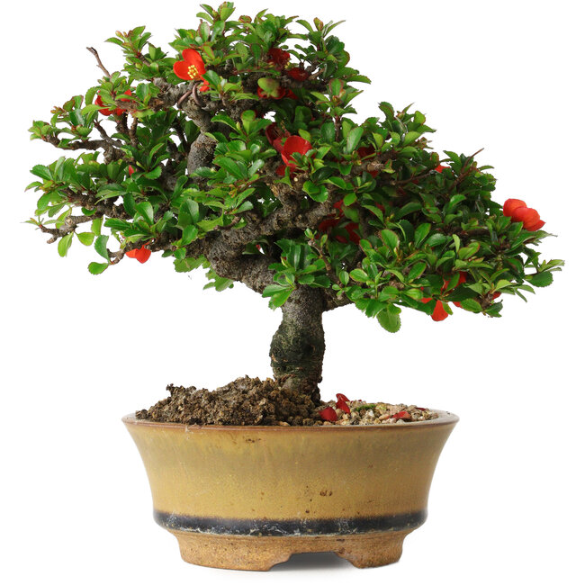Chaenomeles speciosa, 15 cm, ± 25 years old