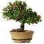 Chaenomeles speciosa, 15 cm, ± 25 years old