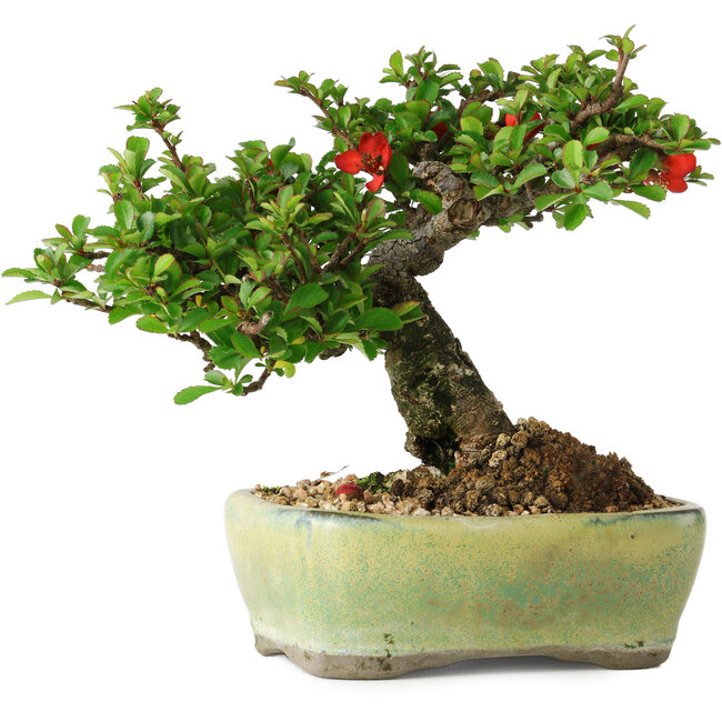 Chaenomeles speciosa, 13,5 cm, ± 25 jaar oud