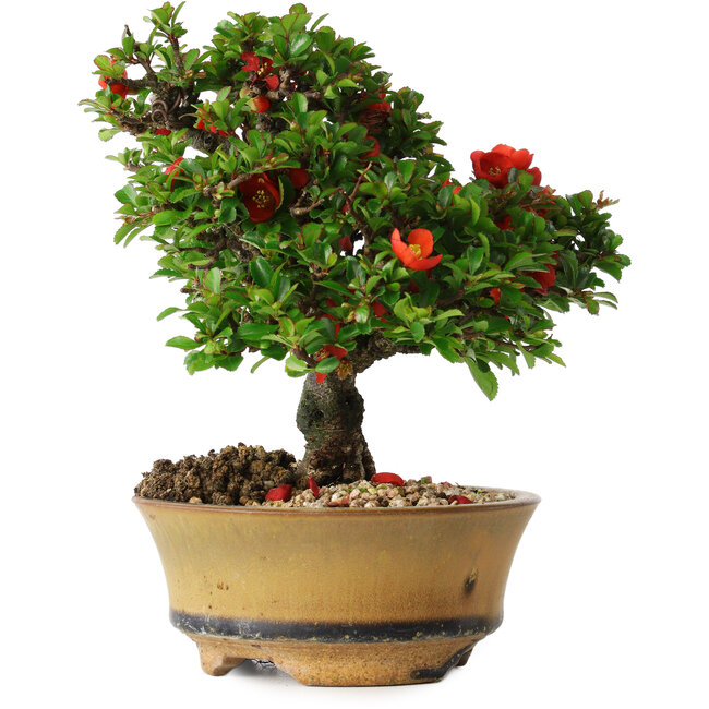 Chaenomeles speciosa, 15 cm, ± 25 years old