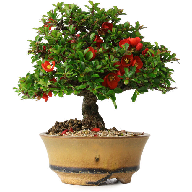 Chaenomeles speciosa, 15 cm, ± 25 years old