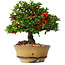 Chaenomeles speciosa, 15 cm, ± 25 years old