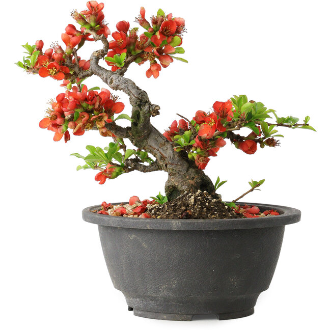 Chaenomeles speciosa, 15 cm, ± 25 años