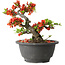 Chaenomeles speciosa, 15 cm, ± 25 years old