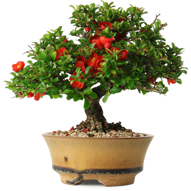 Chaenomeles speciosa, 15 cm, ± 25 ans