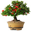 Chaenomeles speciosa, 15 cm, ± 25 years old