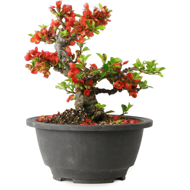 Chaenomeles speciosa, 15 cm, ± 25 jaar oud
