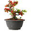 Chaenomeles speciosa, 15 cm, ± 25 years old
