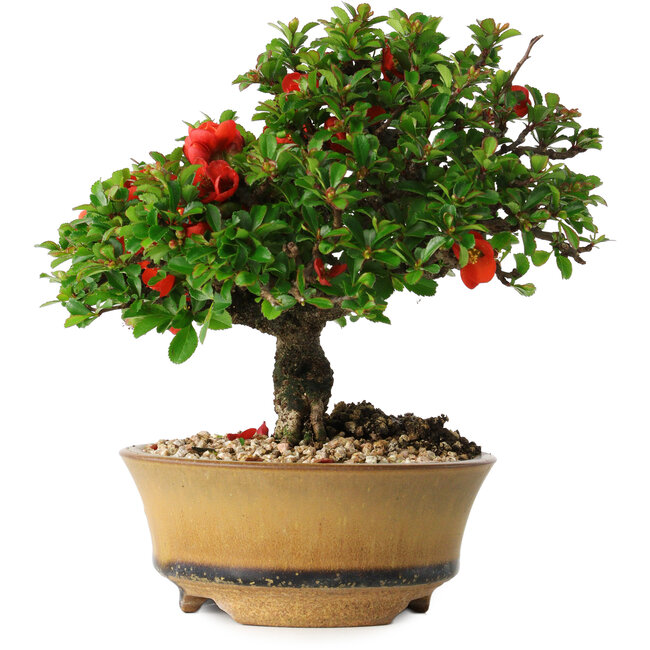 Chaenomeles speciosa, 15 cm, ± 25 ans