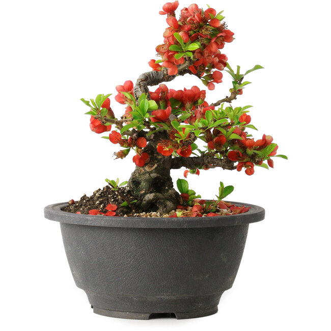 Chaenomeles speciosa, 15 cm, ± 25 jaar oud
