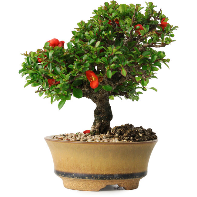 Chaenomeles speciosa, 15 cm, ± 25 years old