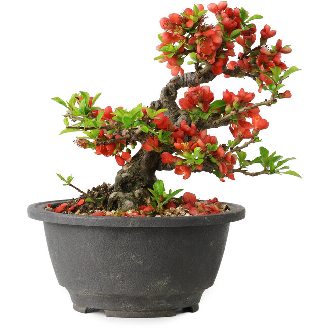 Chaenomeles speciosa, 15 cm, ± 25 years old