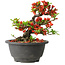 Chaenomeles speciosa, 15 cm, ± 25 years old