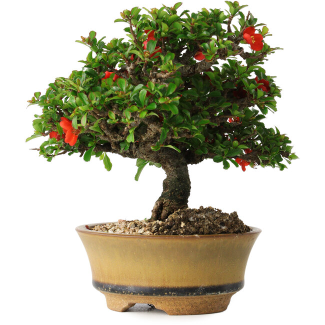 Chaenomeles speciosa, 15 cm, ± 25 ans