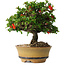 Chaenomeles speciosa, 15 cm, ± 25 years old
