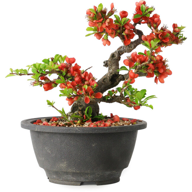 Chaenomeles speciosa, 15 cm, ± 25 years old