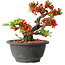 Chaenomeles speciosa, 15 cm, ± 25 years old