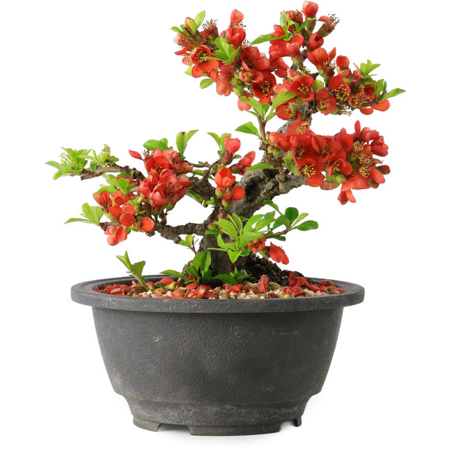 Chaenomeles speciosa, 15 cm, ± 25 years old