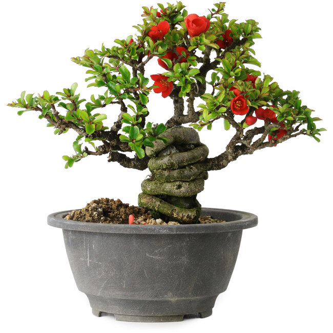 Chaenomeles speciosa, 17 cm, ± 25 years old