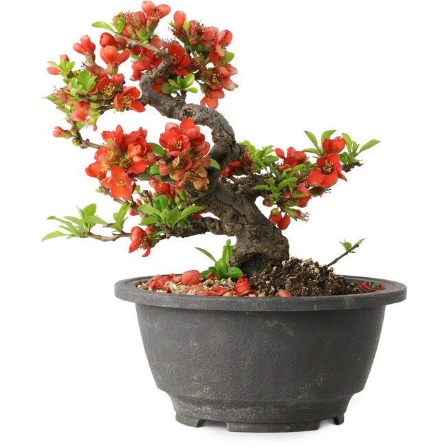 Chaenomeles speciosa, 15 cm, ± 25 jaar oud