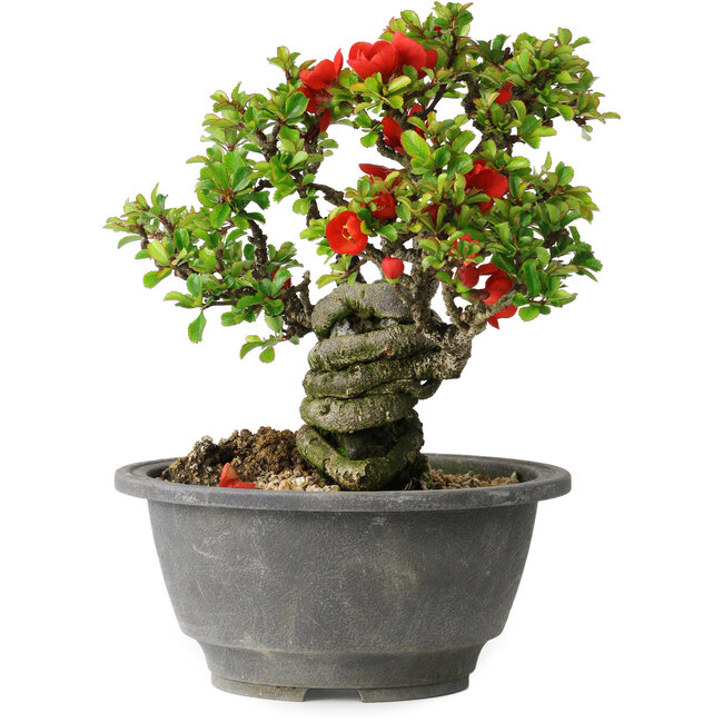 Chaenomeles speciosa, 17 cm, ± 25 años