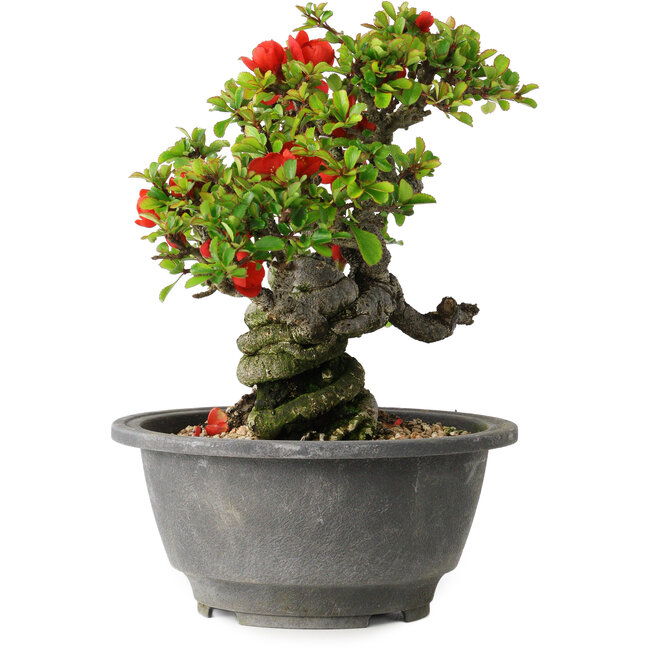 Chaenomeles speciosa, 17 cm, ± 25 jaar oud