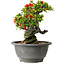 Chaenomeles speciosa, 17 cm, ± 25 years old