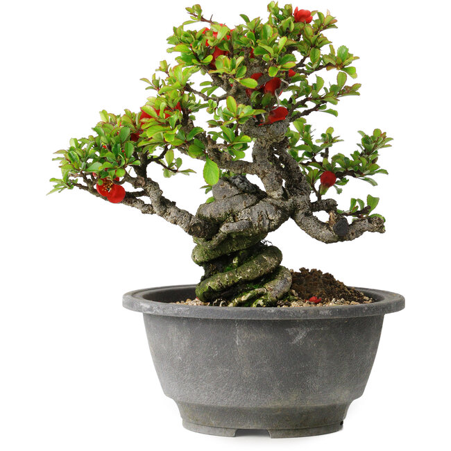 Chaenomeles speciosa, 17 cm, ± 25 años