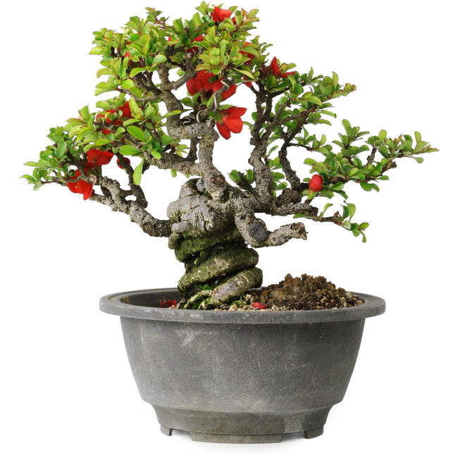 Chaenomeles speciosa, 17 cm, ± 25 años