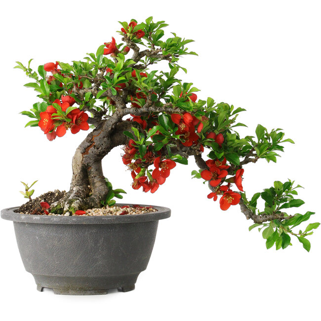 Chaenomeles speciosa, 25 cm, ± 25 years old