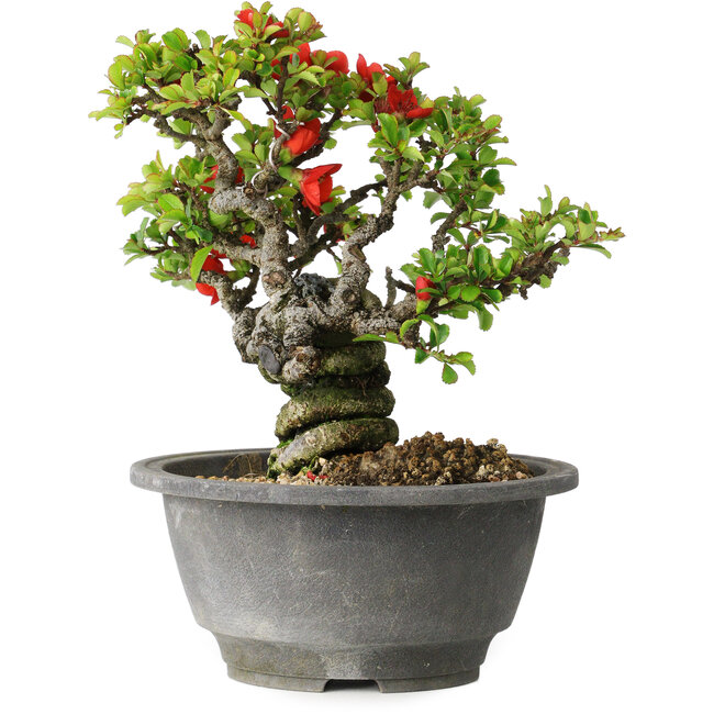 Chaenomeles speciosa, 17 cm, ± 25 años