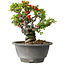 Chaenomeles speciosa, 17 cm, ± 25 ans