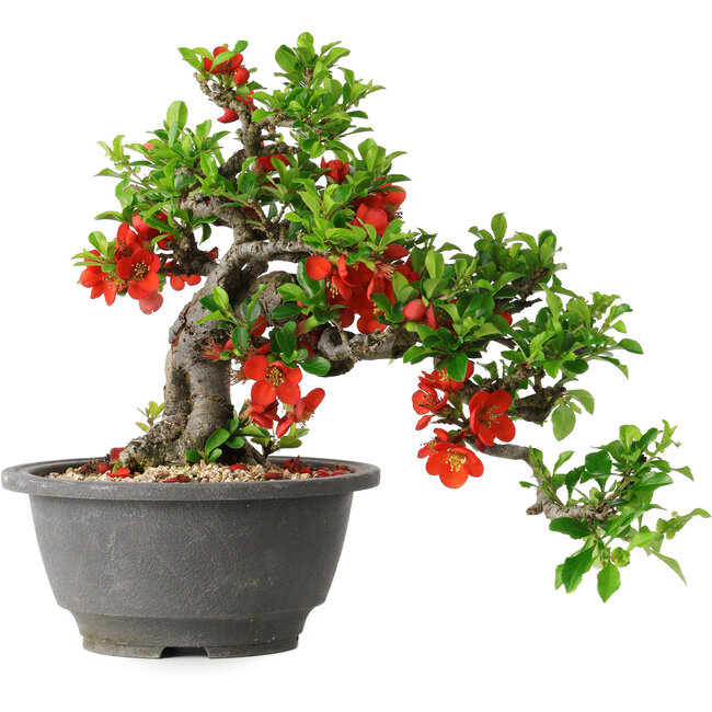 Chaenomeles speciosa, 25 cm, ± 25 ans