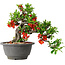Chaenomeles speciosa, 25 cm, ± 25 years old