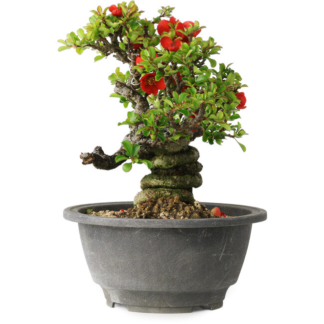 Chaenomeles speciosa, 17 cm, ± 25 ans