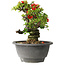 Chaenomeles speciosa, 17 cm, ± 25 years old