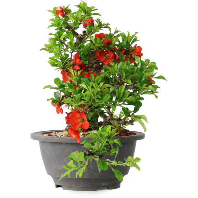 Chaenomeles speciosa, 25 cm, ± 25 años